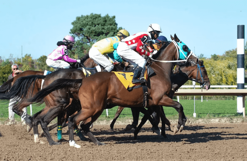 The Role of Trainers in Preparing a Horse for Racing