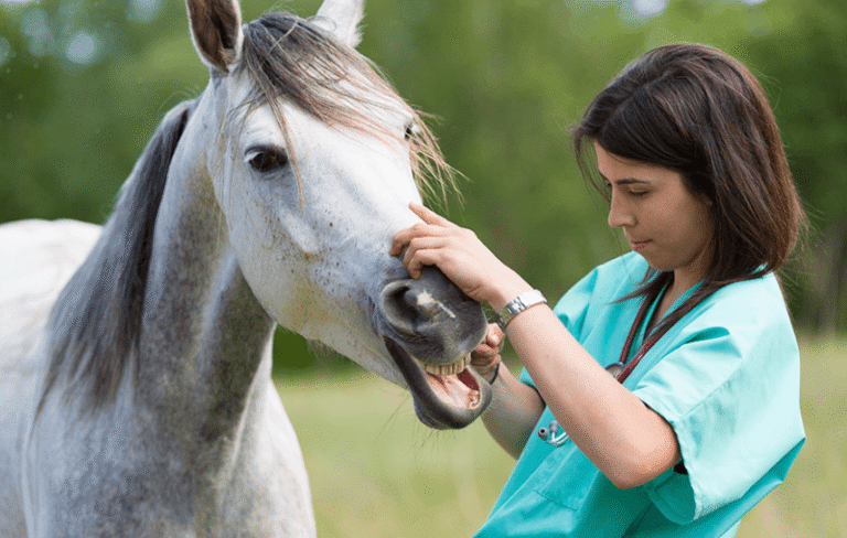 The Role of Veterinarians in Horse Racing: Ensuring Health and Safety