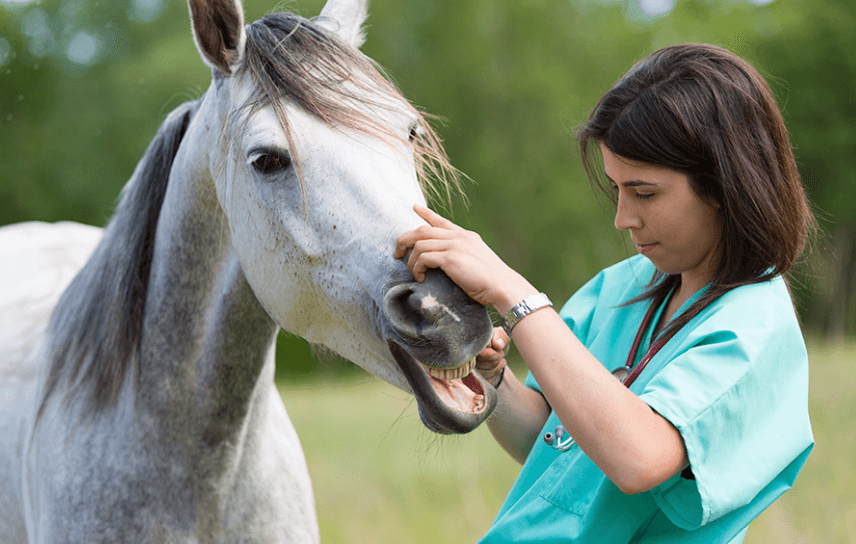 The Role of Veterinarians in Horse Racing: Ensuring Health and Safety